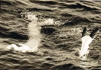 Ein Bild, das Wasser, draußen, Welle, Delphin enthält.

Automatisch generierte Beschreibung