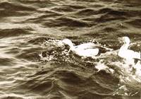 Ein Bild, das Wasser, draußen, Delphin, Säugetier enthält.

Automatisch generierte Beschreibung