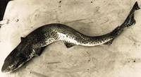 Ein Bild, das Fisch, Meeressäuger, Salamander enthält.

Automatisch generierte Beschreibung